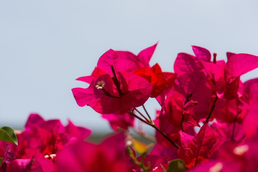 Hotel Bougainvillea San Jose Santo Domingo De Heredia Ngoại thất bức ảnh