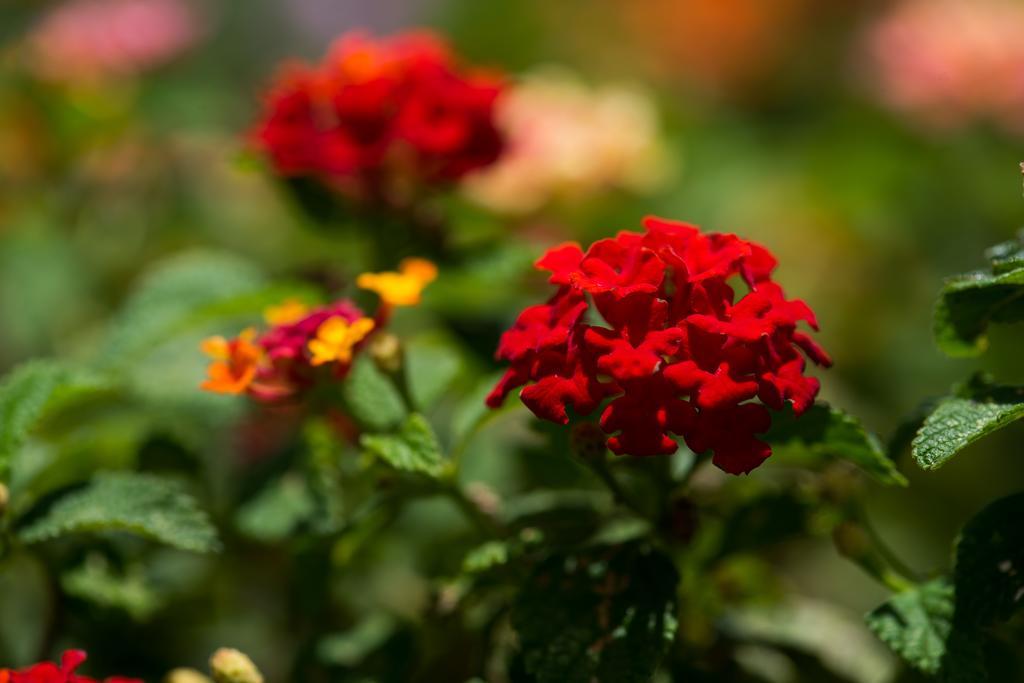 Hotel Bougainvillea San Jose Santo Domingo De Heredia Ngoại thất bức ảnh